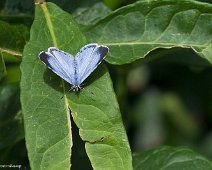 Boomblauwtje vrouw Celastrina argiolus