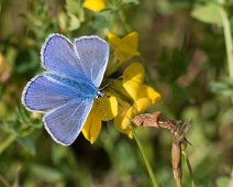 Icarusblauwtje man Polyommatus icarus