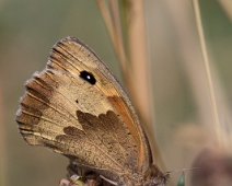 Bruin zandoogje Maniola jurtina