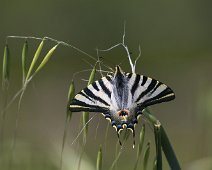 Spaanse koningspage Iphiclides feisthamelii