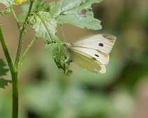 Klein koolwitje Pieris rapae