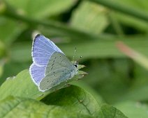 Boomblauwtje man Celastrina argiolus