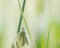 Klein geaderd witje Pieris napi