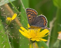 Bruine vuurvlinder man Lycaena tityrus