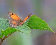 Oranje zandoogje Pyronia tithonus