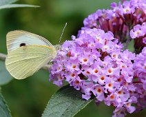 Groot koolwitje Pieris brassicae