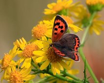 Kleine vuurvlinder Lycaena phlaeas