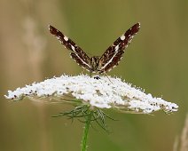 Landkaartje Araschnia levana