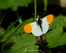 Oranjetipje man Anthocharis cardamines