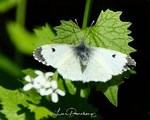 Oranjetipje vrouw Anthocharis cardamines