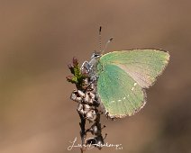 Groentje Callophrys rubi