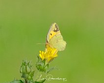 Oranje luzernevlinder Colias crocea