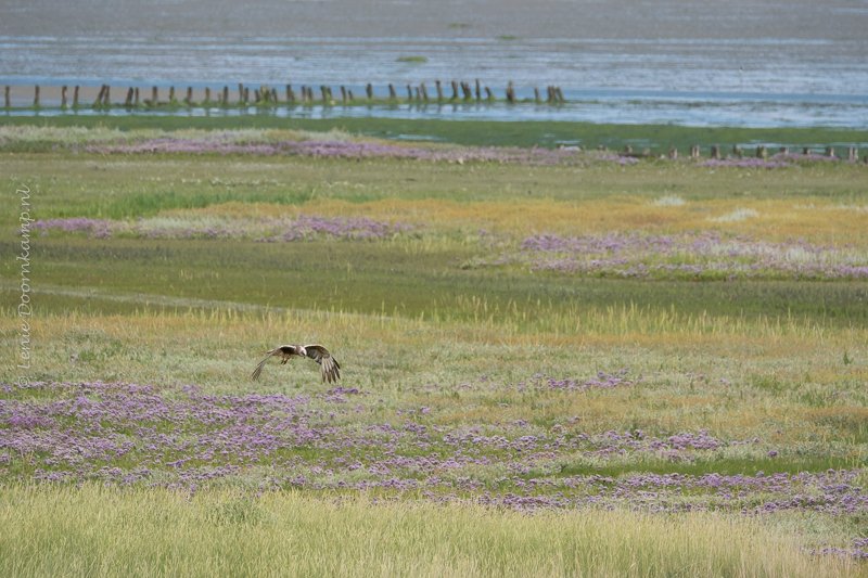 Texel, Noord-Holland De Schorren