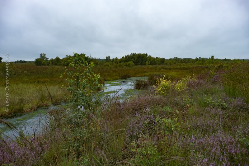 Bargerveen, Drenthe Heide