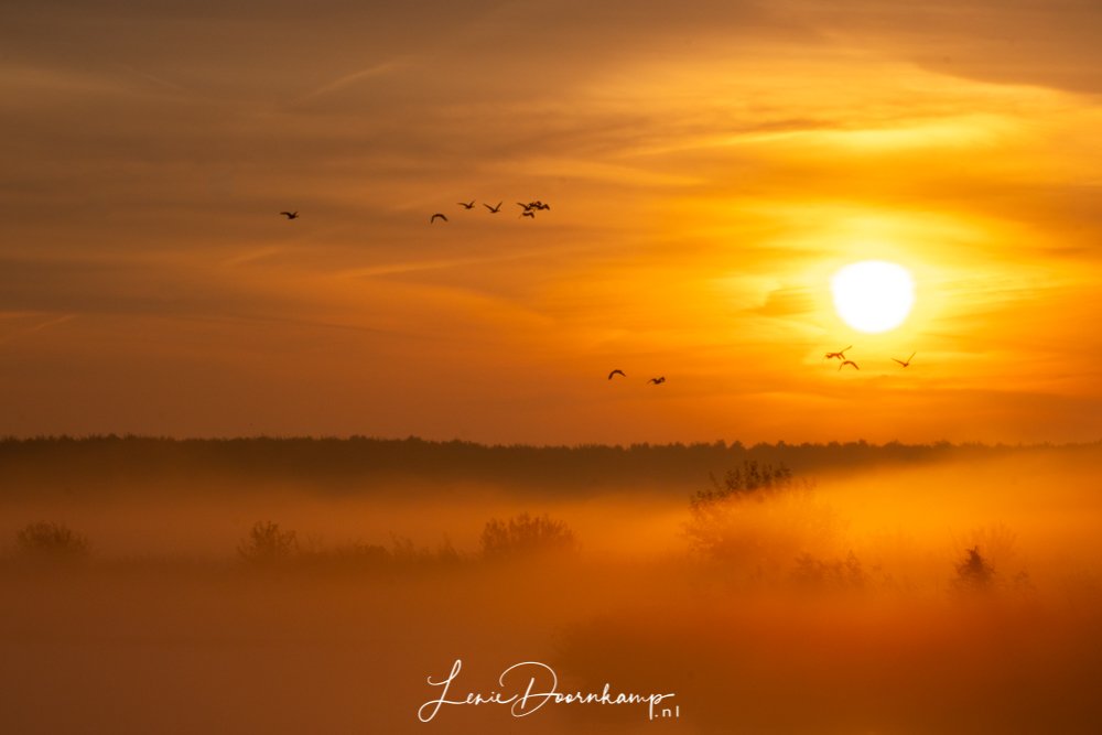 Zonsopkomst Roegwold Zonsopkomst, opvliegende ganzen en mist...