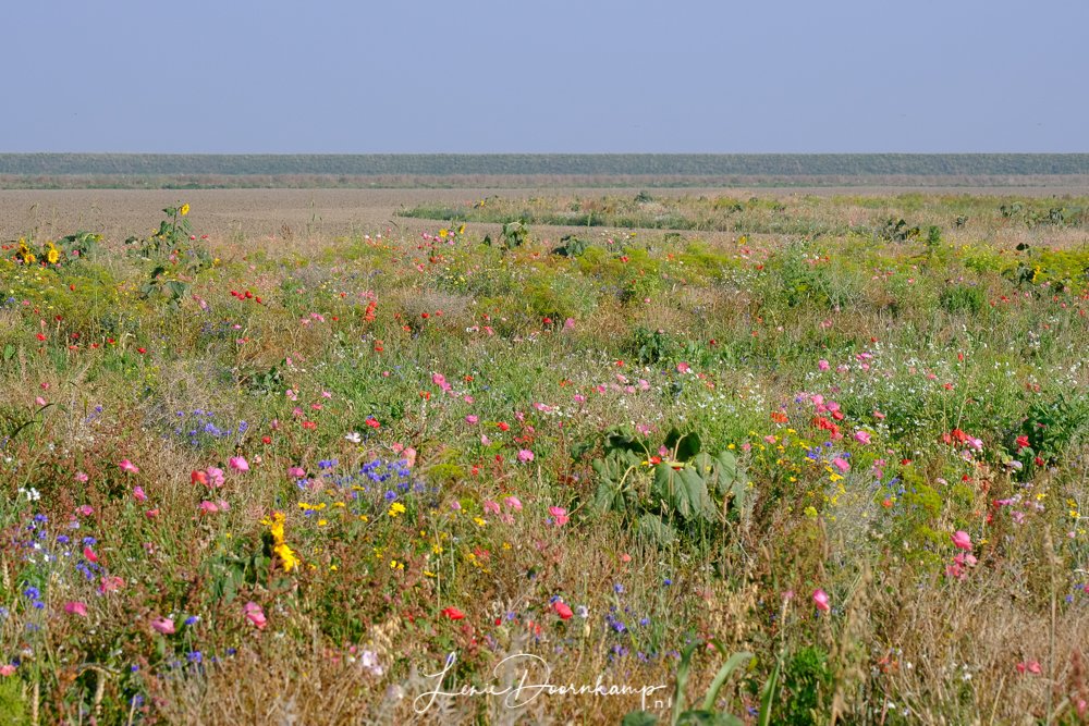 Johannes Kerkhovenpolder Groningen Akkerbloemen in de polder