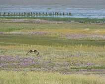 Texel, Noord-Holland De Schorren