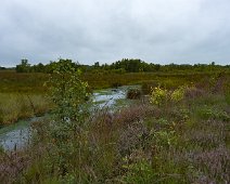 Bargerveen, Drenthe Heide