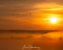 Zonsopkomst Roegwold Zonsopkomst, opvliegende ganzen en mist...