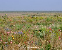 Johannes Kerkhovenpolder Groningen Akkerbloemen in de polder