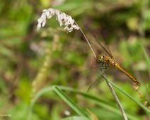 Bloedrode heidelibel vrouw Sympetrum sanguineum