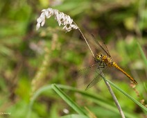 Bloedrode heidelibel Sympetrum sanguineum