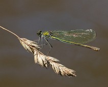 Weidebeekjuffer vrouw Calopteryx splendens