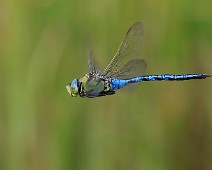 Grote keizerlibel man Anax imperator