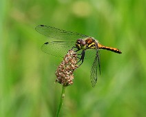 Zwarte heidelibel Sympetrum danae