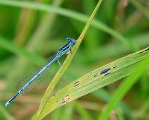 Blauwe breedscheenjuffer man Platycnemis pennipes