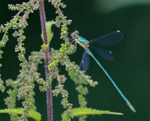 Houtpantserjuffer man Chalcolestes viridis