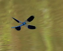 Weidebeekjuffer man Calopteryx splendens