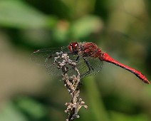 Bloedrode heidelibel man Sympetrum sanguineum