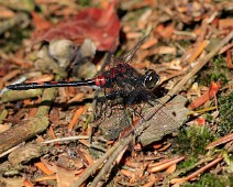 Venwitsnuitlibel man Leucorrhinia dubia