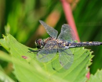 Venwitsnuitlibel vrouw Leucorrhinia dubia