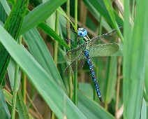 Groene glazenmaker man Aeshna viridis