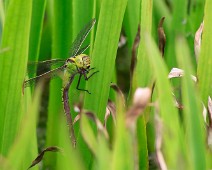 Groene glazenmaker vrouw Aeshna viridis