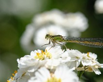 Watersnuffel Enallagma cyathigerum