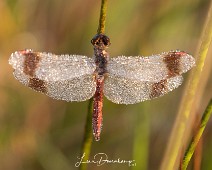 Bandheidelibel man Sympetrum pedemontanum