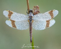 Bandheidelibel vrouw Sympetrum pedemontanum