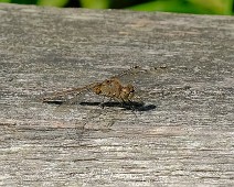 Zuidelijke heidelibel Sympetrum meridionale