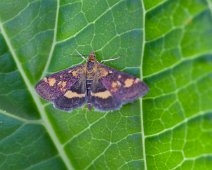 Muntvlinder Pyrausta aurata