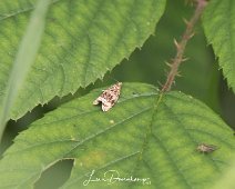 Brandnetelbladroller Syricoris lacunana