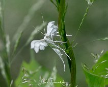 Sneeuwwitte vedermot Pterophorus pentadactyla