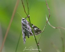 Waterleliemot Elophila rivulalis