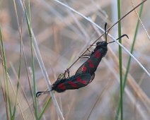 Sint Jansvlinder Zygaena filipendulae