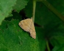 Gestreepte goudspanner Camptogramma bilineata