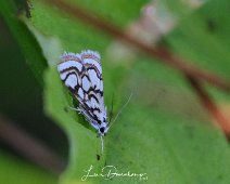 Egelskopmot Nymphula nitidulata