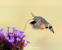 Kolibrievlinder Macroglossum stellatarum