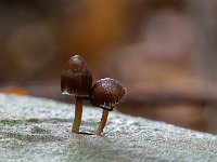 Bundelchloormycena - Mycena stipata (matig algemeen)